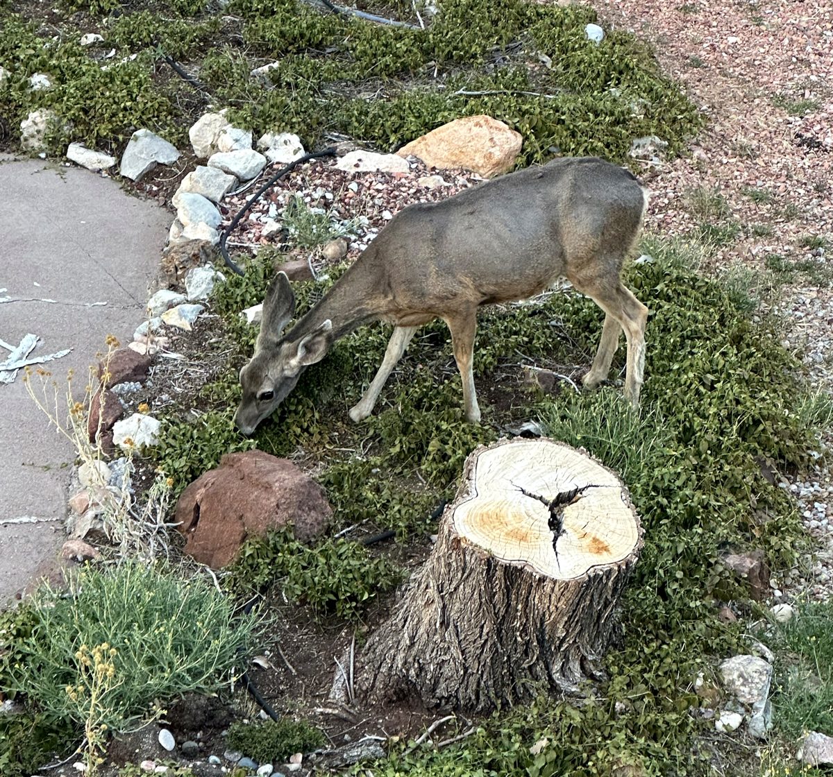 Mule deer grazing beside a tree stump in the cabin's landscaped yard