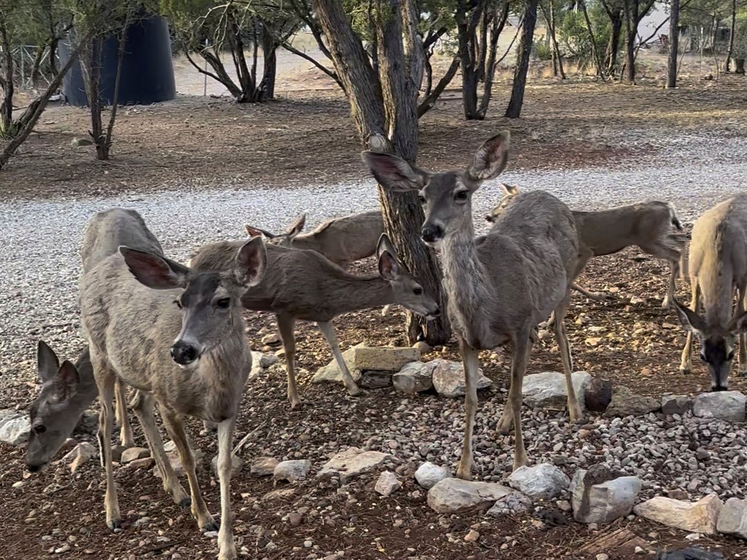A herd of mule deer gathered in the yard at White Wolf Lodge in High Rolls, NM