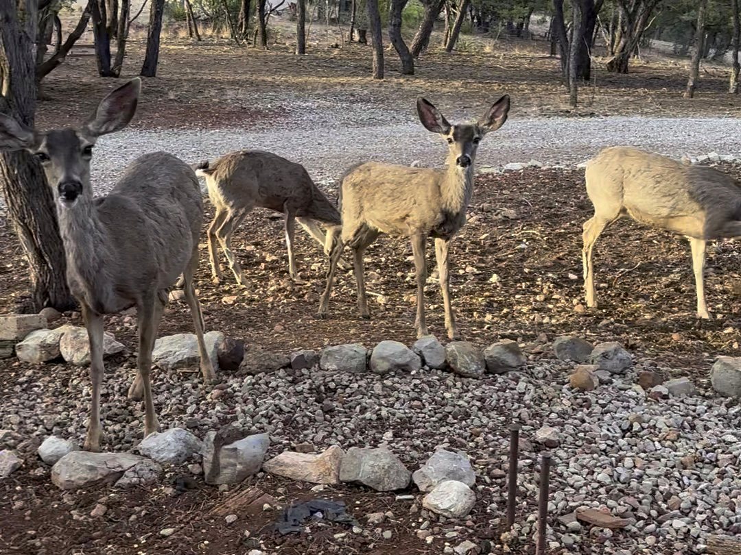 Mule deer looking toward the cabin from the yard